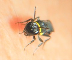 Hylaeus primulipictus
