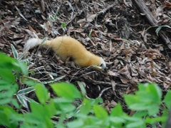 Japanese Marten photo 3