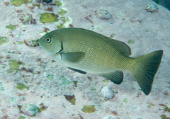 Girella elevata