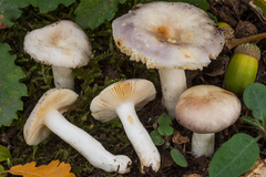 Russula parodorata