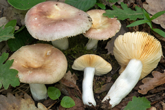Russula parodorata
