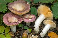 Russula parodorata