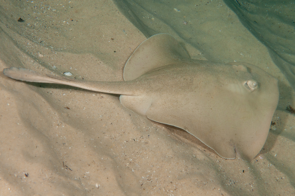 Common stingaree (Trygonoptera testacea) — Urolophidae
