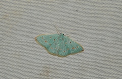 Comostolopsis stillata