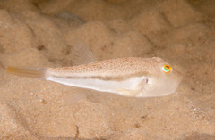 Torquigener squamicauda