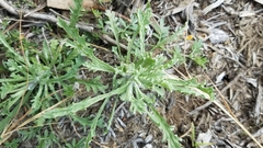 Lessingia germanorum