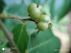 Cleistanthus sumatranus