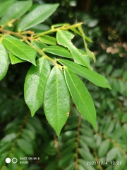 Cleistanthus sumatranus