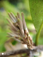 Dendrophthoe pentandra