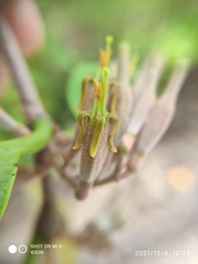 Dendrophthoe pentandra