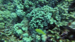Forcipiger