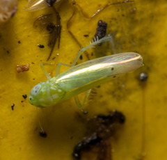 Amrasca biguttula