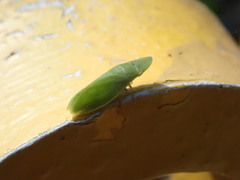 Petalocephala rubromarginata