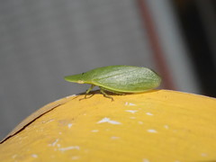 Petalocephala rubromarginata