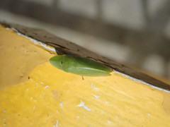 Petalocephala rubromarginata