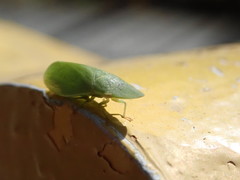Petalocephala rubromarginata