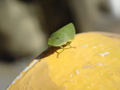 Petalocephala rubromarginata