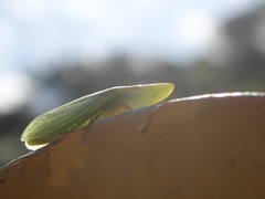 Petalocephala rubromarginata