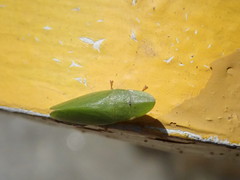 Petalocephala rubromarginata