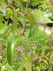 Dendrophthoe pentandra