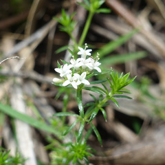 Asperula scoparia scoparia