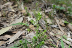 Asperula scoparia scoparia