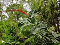 Coccoloba rugosa