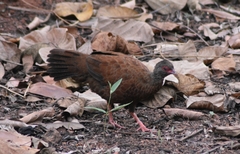 Galloperdix spadicea