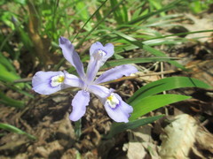Iris cristata