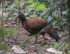 Galloperdix spadicea