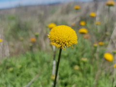Leiocarpa brevicompta