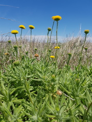 Leiocarpa brevicompta
