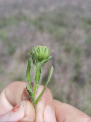 Leiocarpa brevicompta