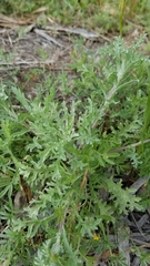 Lessingia germanorum