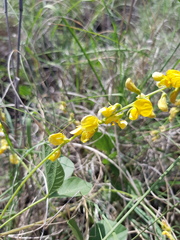 Rhynchosia minima minima