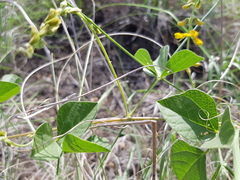 Rhynchosia minima minima