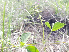 Rhynchosia minima minima