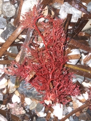 Sphaerococcus coronopifolius