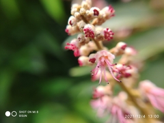 Amesiodendron chinense