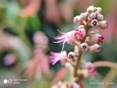 Amesiodendron chinense