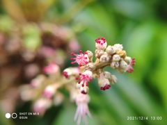 Amesiodendron chinense