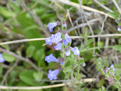 Scutellaria drummondii