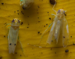 Amrasca biguttula