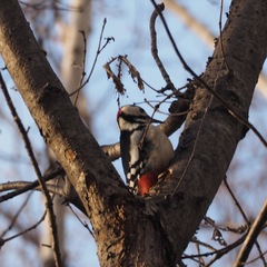 Dendrocopos major japonicus