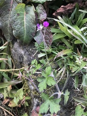 Geranium nepalense thunbergii
