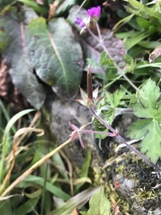 Geranium nepalense thunbergii