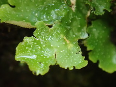 Pseudocyphellaria episticta