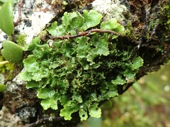 Pseudocyphellaria episticta