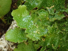 Pseudocyphellaria episticta