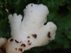 Pseudocyphellaria episticta
